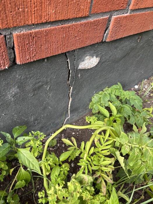 Spricka i husgrund under tegelfasad, med gröna växter runt omkring.