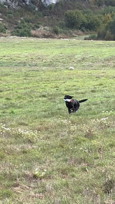 Hund springer över en grön äng med apport i munnen, omgiven av natur och skog i bakgrunden.