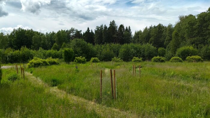 En äng med små träd planterade i skyddande nät, omgiven av gröna buskar och skog i bakgrunden under en molnig himmel.