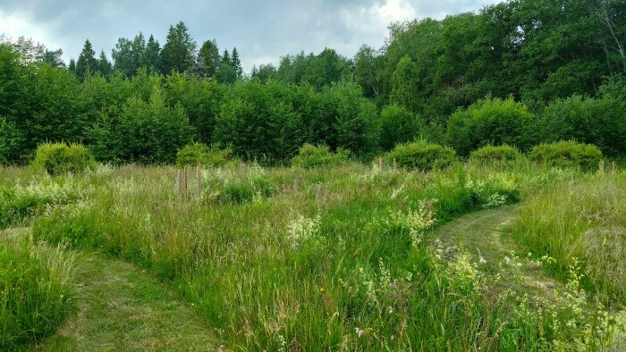 En naturträdgård med små träd och grönskande ängsmark, där klippta gångar slingrar sig genom växtligheten.