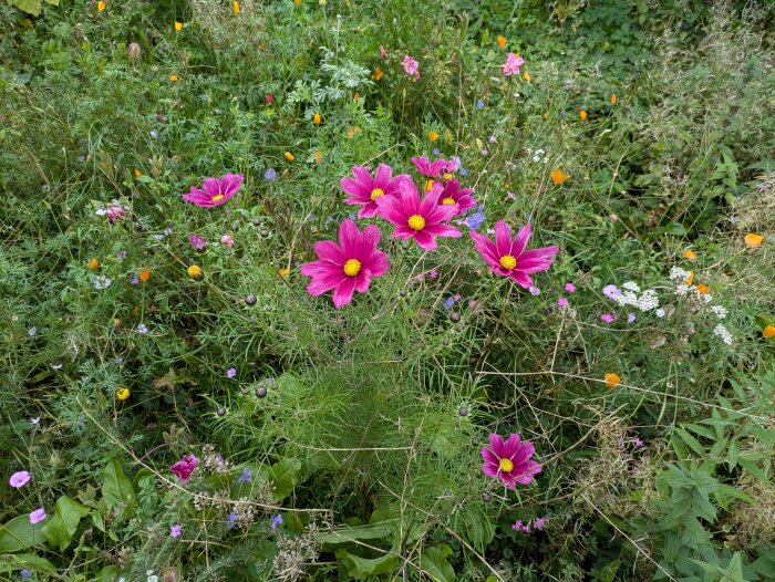 Blommande blomsteräng med rosa, orange och vita blommor från en utspridd fröblandning.