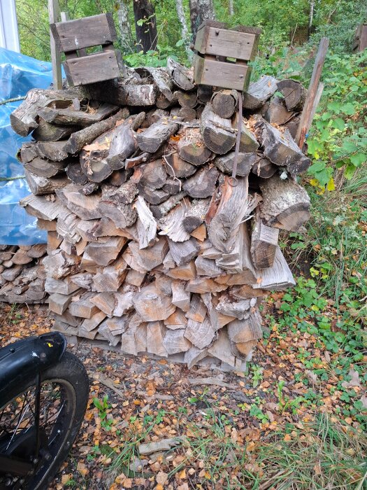 Staplat vedträ på lastpallar i skogsmiljö, omgiven av höstlöv och grönska.