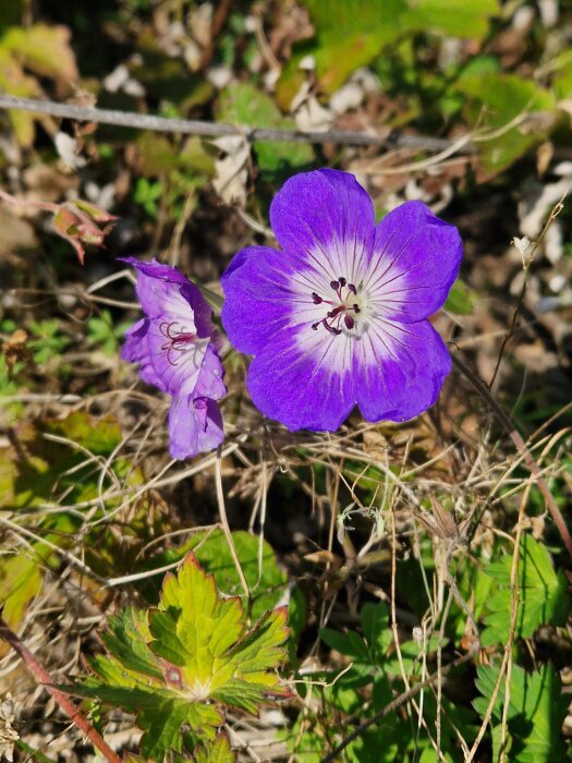 Lila blommor med vita centrum i solsken, omgivna av gröna och bruna blad.