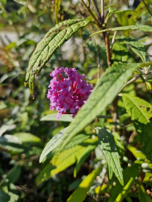 Buddleja med lila blommor och gröna blad i solskenet, vilket kan locka fjärilar och bin.