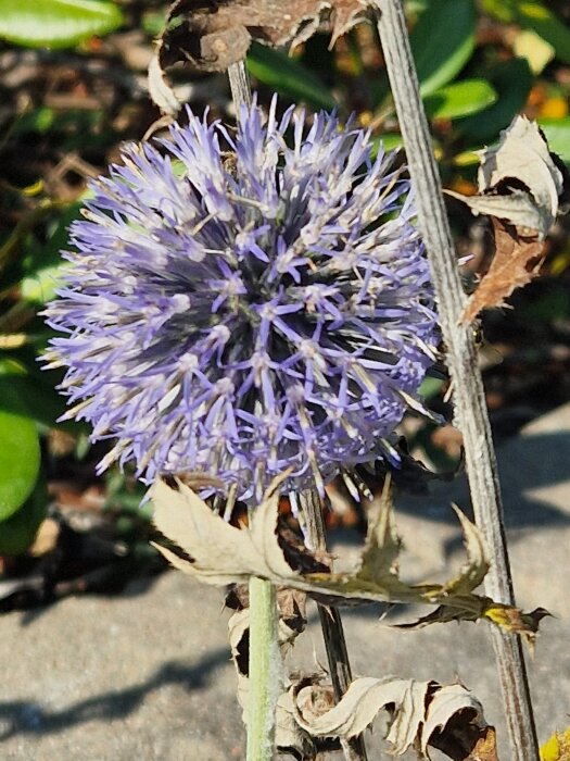 Blommande bolltistel med lila blomma och vissna blad i en trädgårdsmiljö.