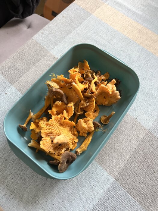 En blå skål fylld med nyplockade kantareller och andra svampar, placerad på ett bord med randigt mönster.