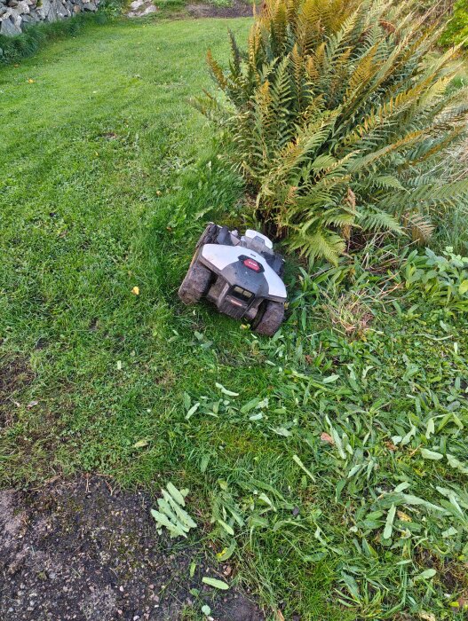Robotgräsklippare vid kanten av en gräsmatta med stora ormbunkar i närheten. Gräsrester syns på marken.