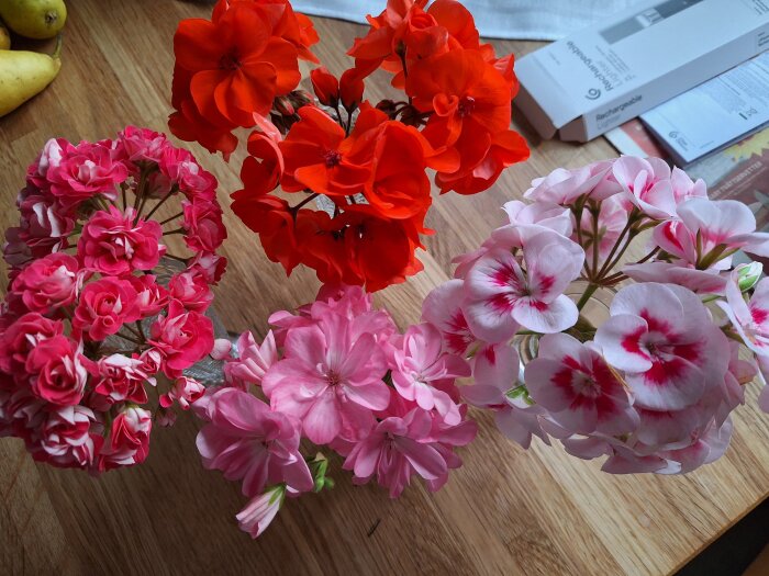 Färgglada pelargonblommor i rosa och rött arrangerade på ett trägolv.