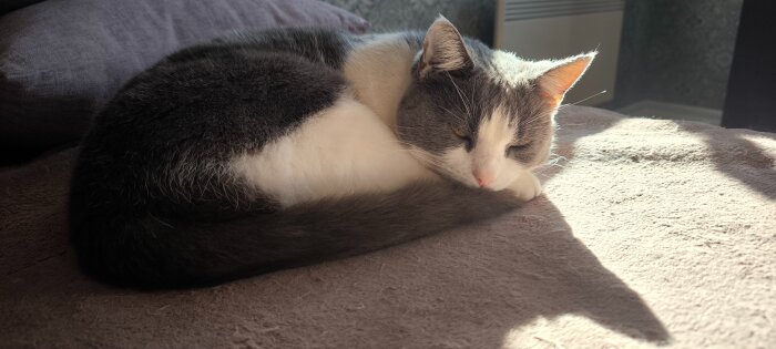 Katt med grå och vit päls ligger sammanringlad på en filt i solen och slumrar.