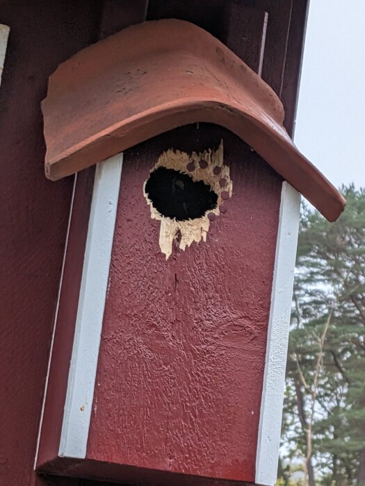 Fågelholk med hål i ingången, orsakat av hackspett. Holken har röda och vita detaljer och ett skyddande tak ovanpå.