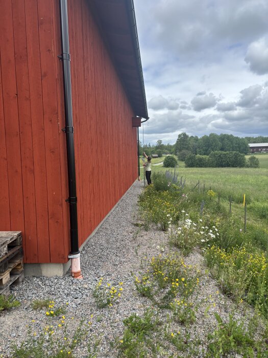 En röd byggnad vid ett öppet fält, en person står på en stege och hanterar en fågelholk under molnig himmel.