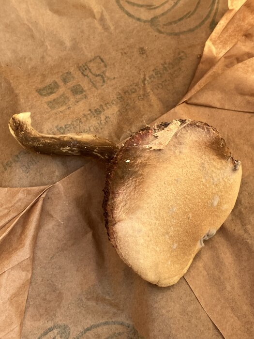 Svamp på ett brunt papper med en slät, beige hatt och brun fot. Ser ut som en sopp, hittades i fuktig källare.