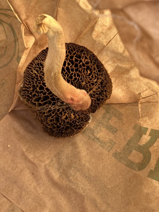Svamp med brun, strukturerad hatt och ljus, böjd stjälk på brun pappersbakgrund i källare.
