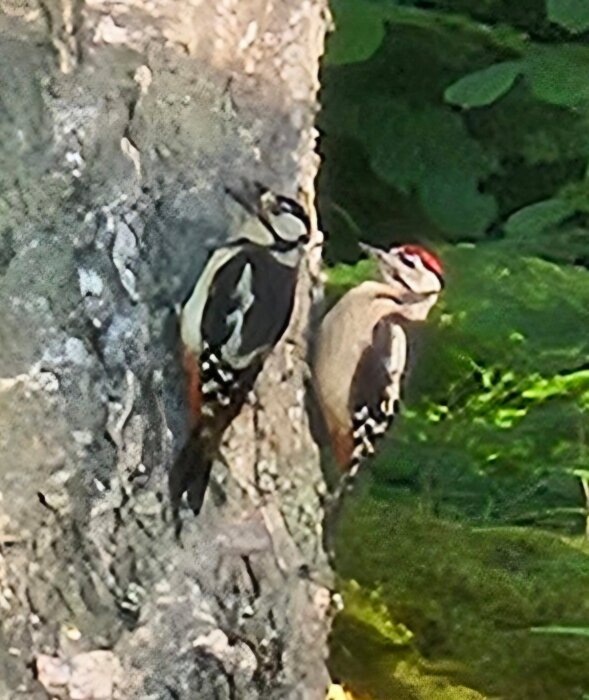 Två hackspettar på en trädstam i grönt skogslandskap, föreställande en vuxen och unge.