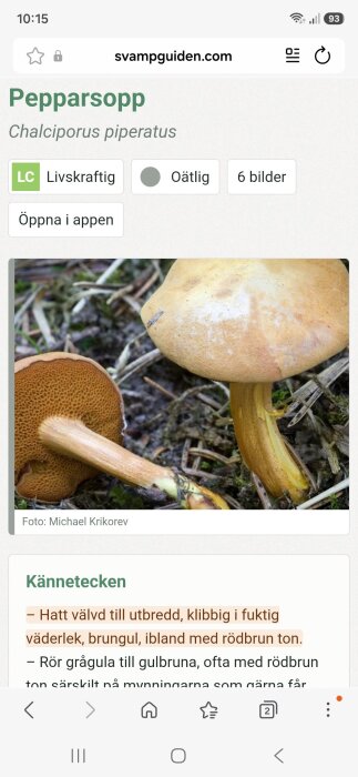 Bild på en pepparsopp, Chalciporus piperatus, med gulbrun, klibbig hatt och ljusare fot. Omgiven av mossa och kvistar. Ej giftig men oätlig.