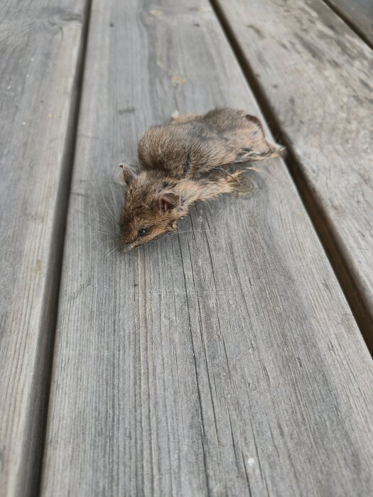 Död gnagare liggande på trävirke utomhus, troligen en skogsmus enligt inlägg, fångad i krypgrunden under hösten.