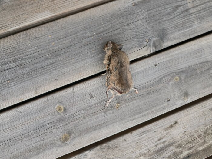 Död gnagare på trägolv, troligen en skogsmus, fotograferad i krypgrund under hösttid.