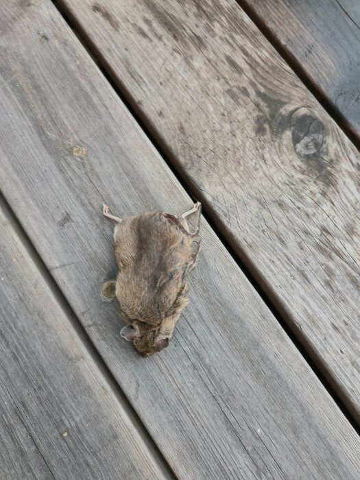 Död mus ligger på en träyta, identifierad som en möjlig skogsmus under hösten.