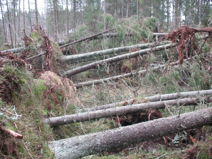 Stormfällda träd i en skog, del av ett projekt där träden återanvändes som måttbeställt virke för byggnadsarbeten.