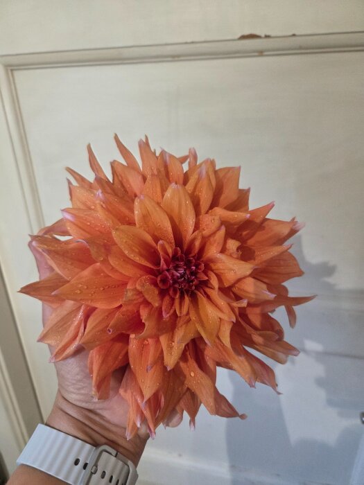 En hand håller en stor orange blomma med försiktiga lila spetsar på vissa kronblad, mot en ljus bakgrund.