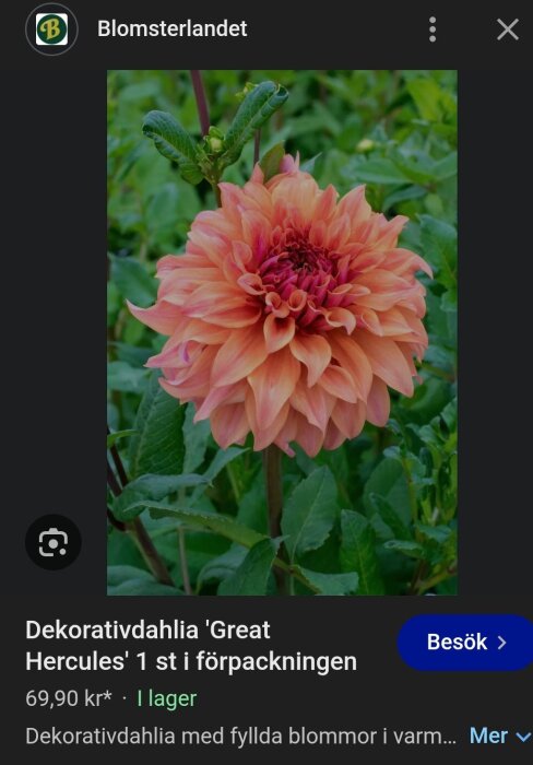 Dekorativdahlia 'Great Hercules' med stora, rosa och orangea blomblad mot grön bakgrund.