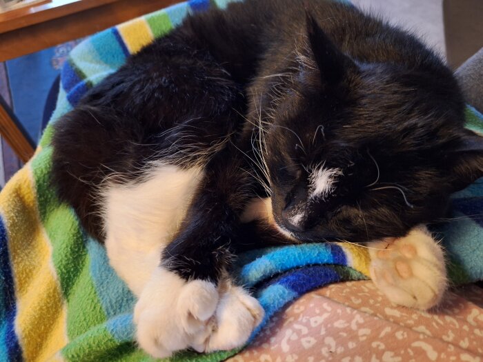 En svartvit katt sover på en randig filt i knät på en person.