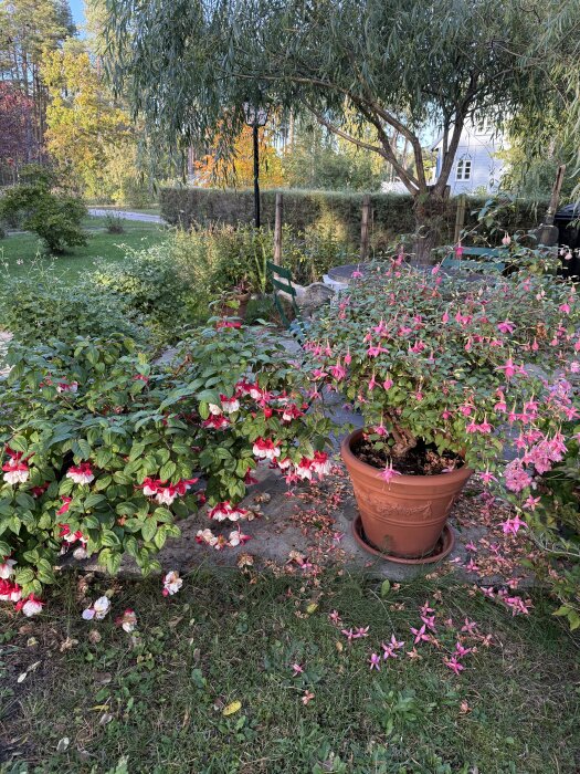 Krukväxter och blomstrande plantor i en trädgård, med buskar och ett träd i bakgrunden. Planeras snart att flyttas in i boden.