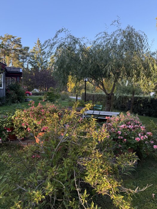 Blommande växter i krukor står på en gräsmatta under ett träd, med klarblå himmel i bakgrunden.