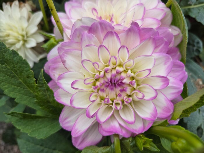 Närbild av en blomma med vita och lila kronblad, omgiven av gröna blad. Blomman har ett varierande lila färgmönster i kronbladen.