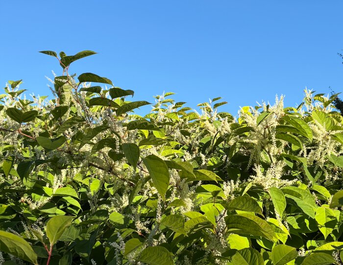 Grön växt med vita blommor i solljus mot en klarblå himmel, troligen parkslide, nära järnvägen.