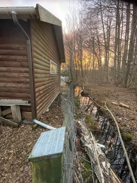 Dike med vatten längs träplankor och ett trådstängsel bredvid en träbyggnad, omgiven av skog vid solnedgång.