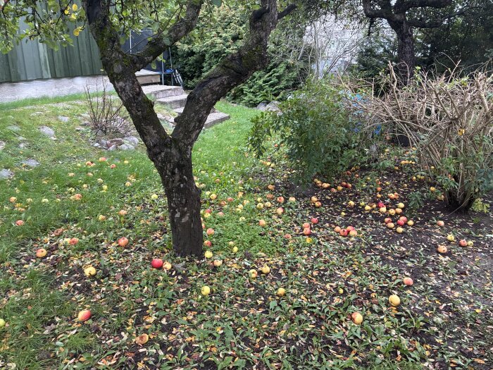 Fallfrukt med äpplen ligger utspridda under ett träd på en gräsmatta, vilket kan ge råttproblem.