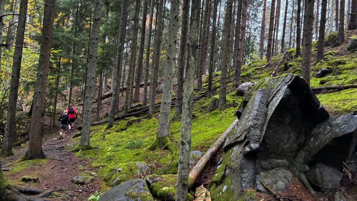 Två personer löper på stig genom tät skog med mossa och stenar. Skogsmiljön är grön och kuperad med trädstammar i förgrunden.