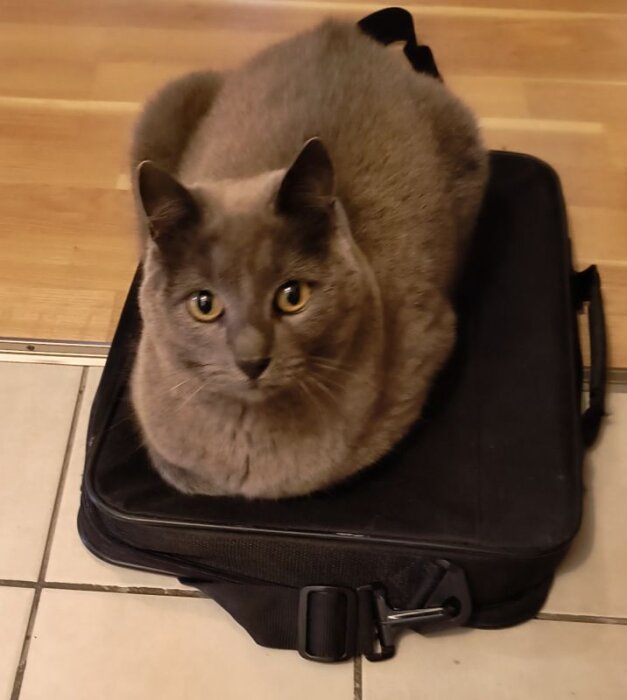 Katt ligger bekvämt på en svart datorväska på ett golv, ignorerar den varma kaminen i närheten.