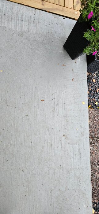 Betongyta på förstukvisten med randiga mönster, omgiven av en träkant och planterade blommor i svarta krukor.