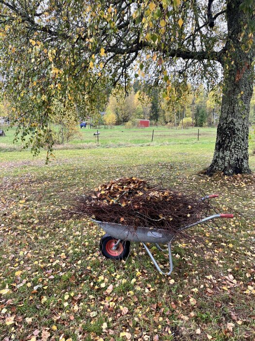 Skottkärra fylld med grenar och löv under en björk på en gräsmatta med en höstig bakgrund.