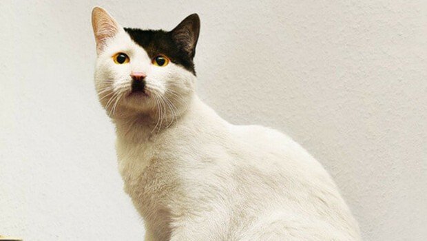 cats-that-look-like-hitler-feat-1-620x350-714819594.jpg