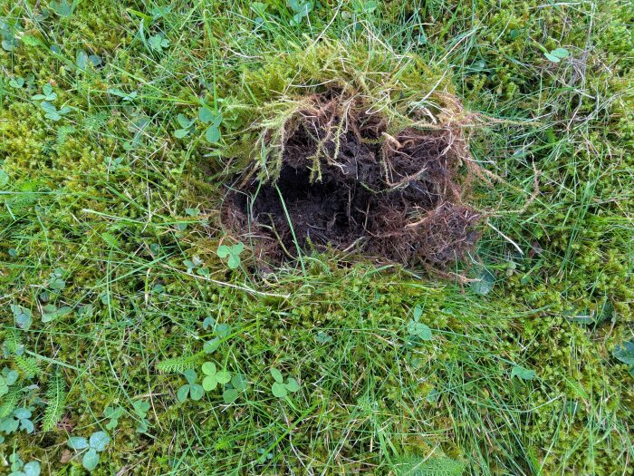 Jordhål i gräsmatta med uppgrävt gräs, bankkort lagt intill som storleksjämförelse.