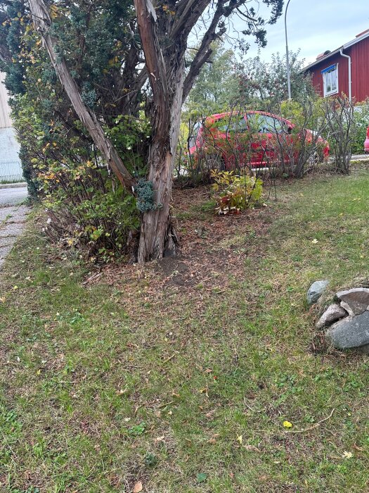 Grön trädgård med ett stort träd, buskar och en röd bil i bakgrunden, stenar på marken i förgrunden.