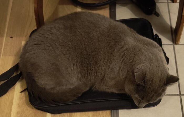 Sovande grå katt på en svart väska på golvet.