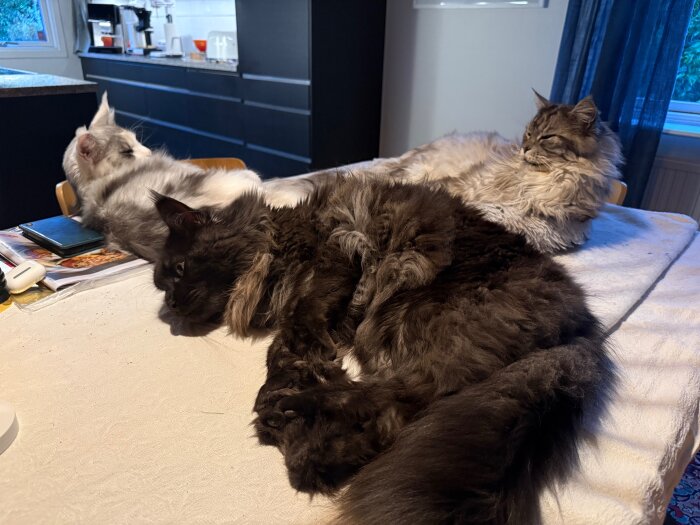 Tre katter sover på ett bord täckt med en duk i ett kök.