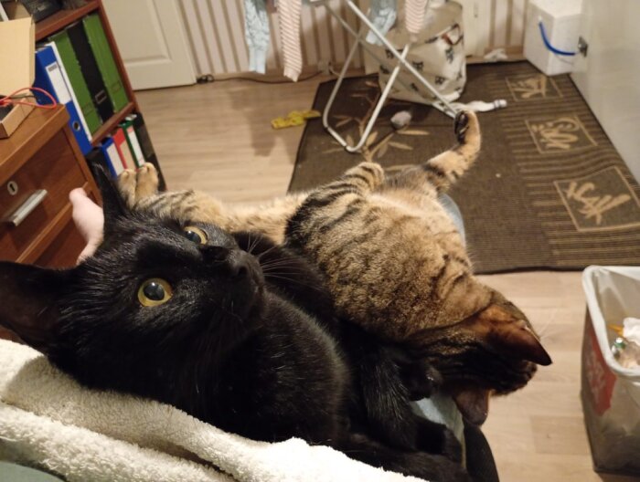 Två katter, en svart och en tabby, ligger tätt ihop i en persons knä i ett rum med pärmar och tvättställning i bakgrunden.