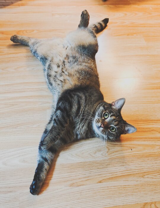 En katt ligger avslappnad på ett trägolv och tittar in i kameran.
