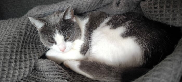 Grå och vit katt ligger ihopkurad på en grå, stickad filt, och vilar med slutna ögon.