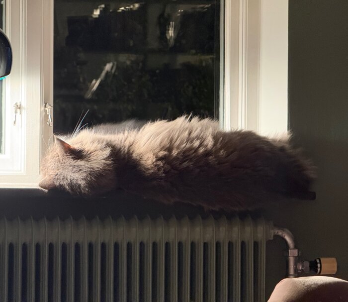 Katt liggande på en fönsterbräda framför ett stängt fönster, vilande ovanpå ett element.