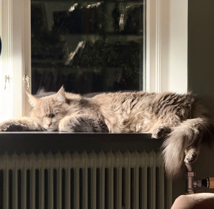 Sovande lurvig katt på fönsterbräda, önskar trevlig helg.