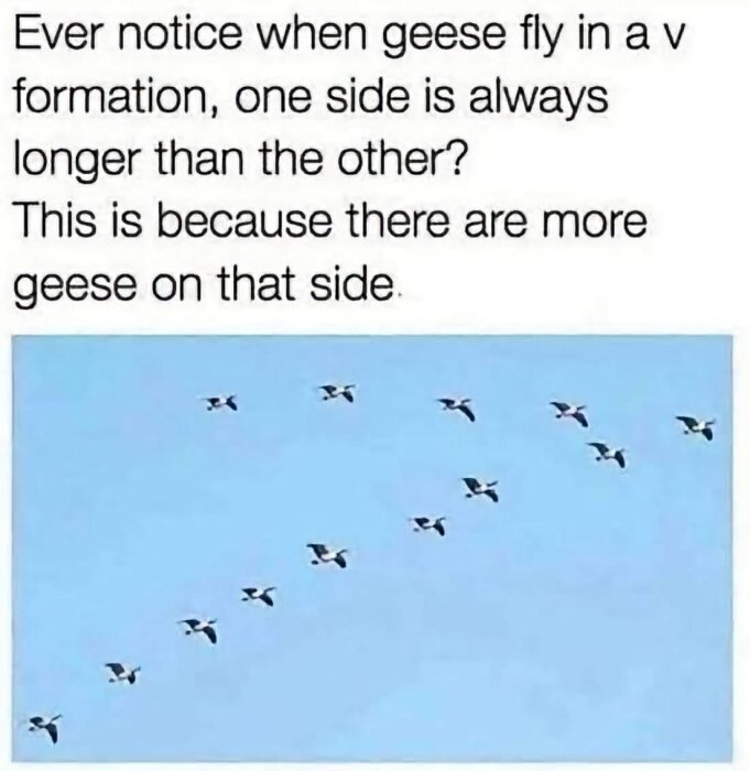 Text om att gäss flyger i V-formation med bild av gäss som gör det mot en blå himmel.