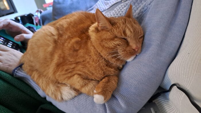 Orange katt sover bekvämt i någons knä på soffan, medan personen använder en telefon.