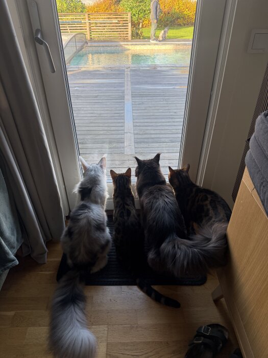 Fyra katter tittar ut genom en glasdörr mot en trädgård där en person och en annan katt syns vid en pool.