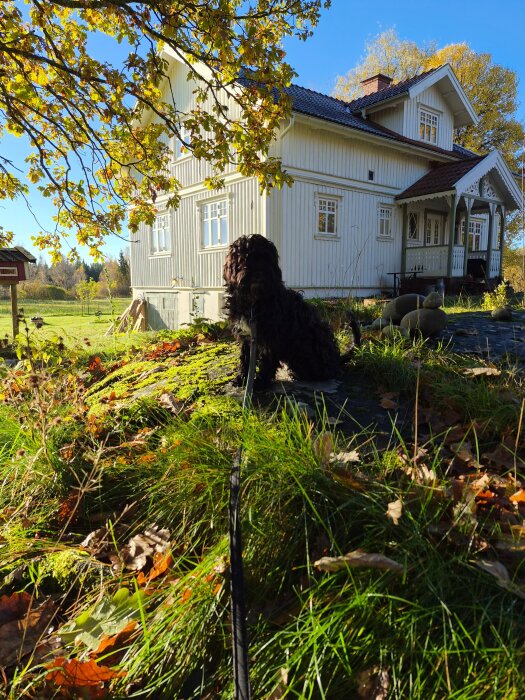 Hund sitter framför ett vitt trähus på hösten, omgiven av grönska och löv, med en solig himmel i bakgrunden.